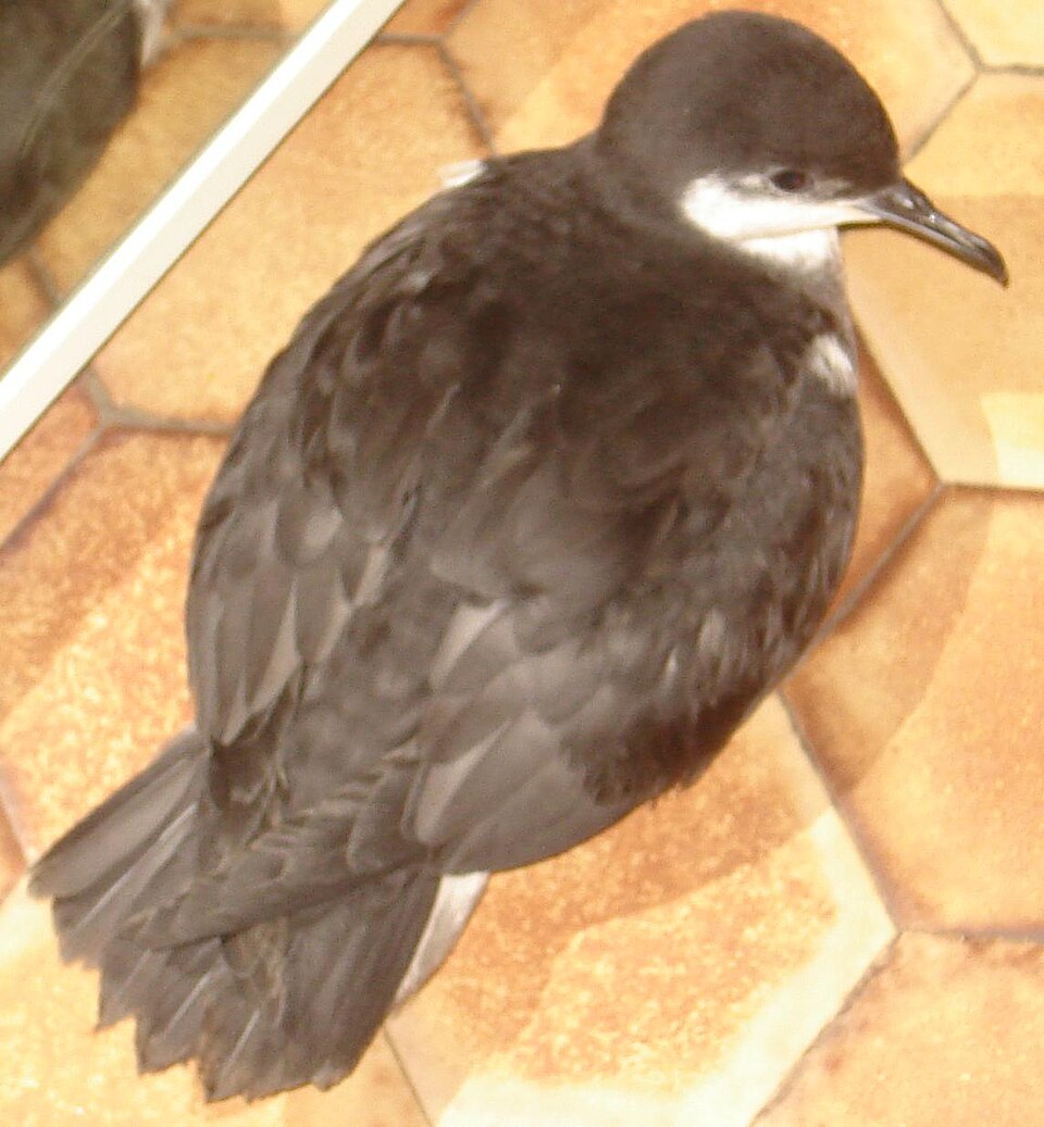 Tropical Shearwater