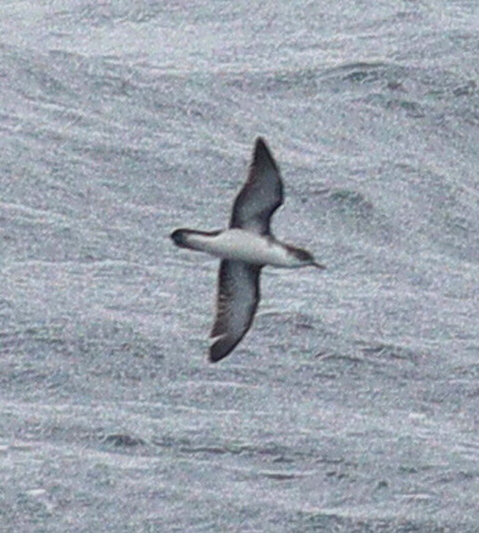 Boyd's Shearwater