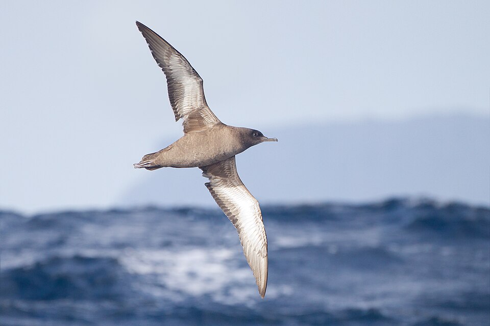 sooty shearwater