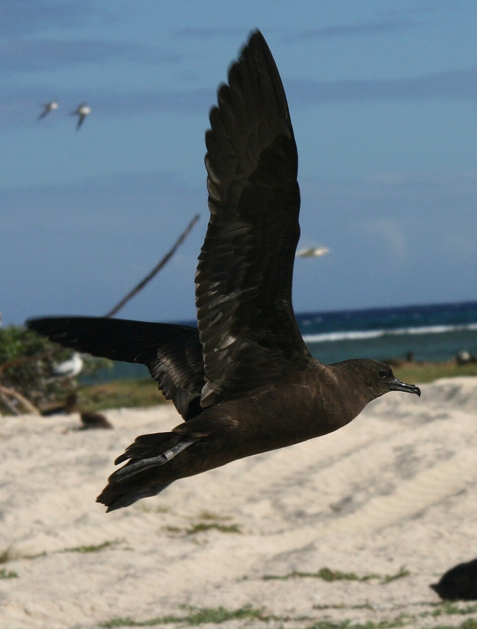 Christmas Shearwater