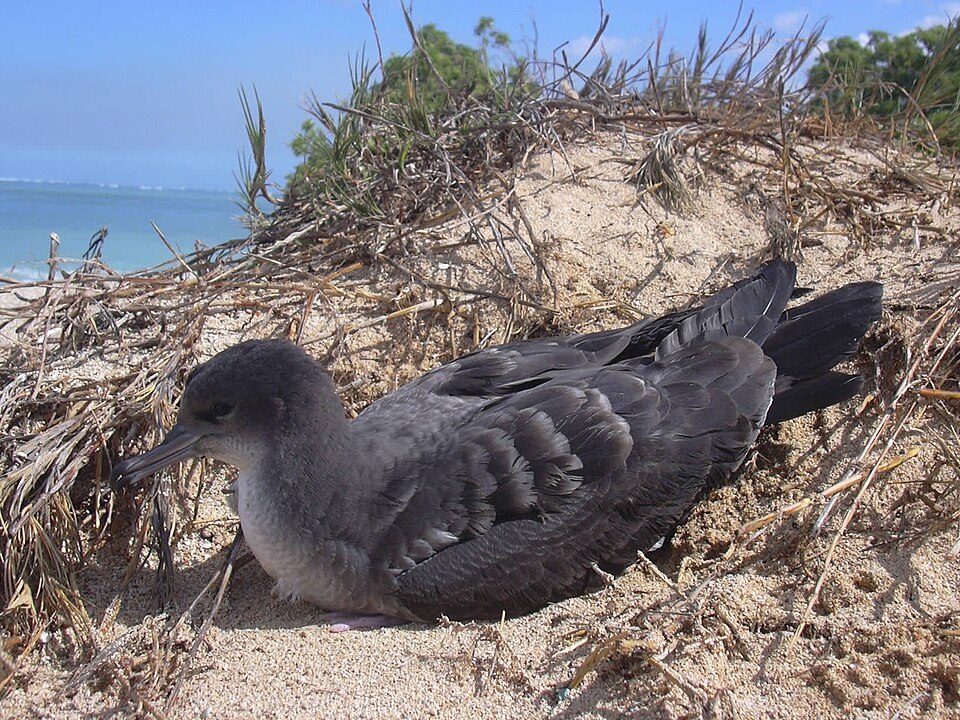 wedge-tailed shearwater