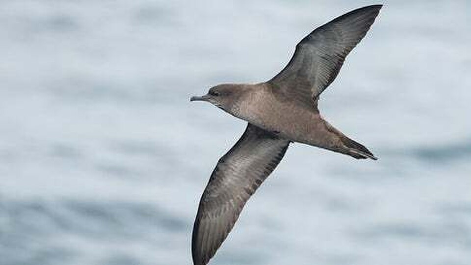 short-tailed shearwater