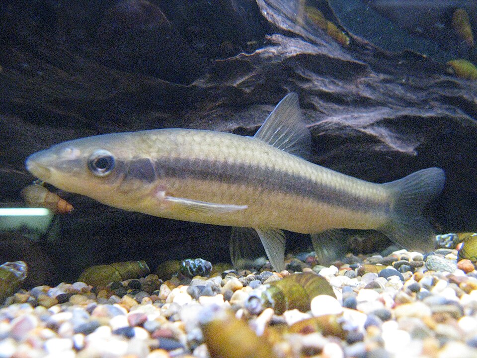 Black Stripe Gudgeon