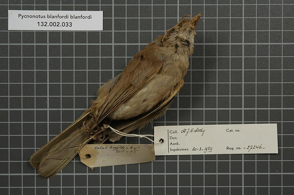 Ayeyarwady Bulbul