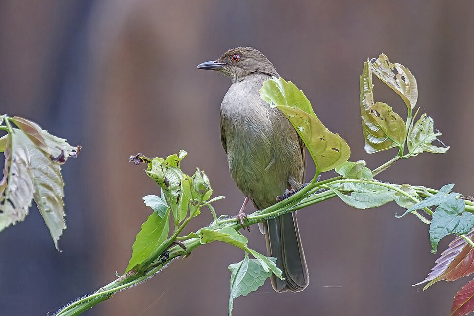 Red-eyed Bulbul