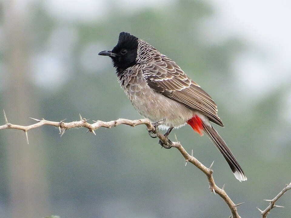 Red-vented Bulbul