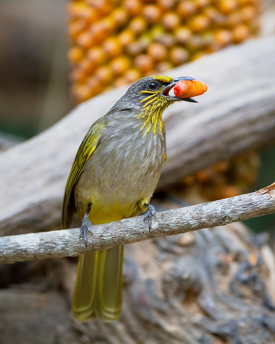 Stripe-throated Bulbul