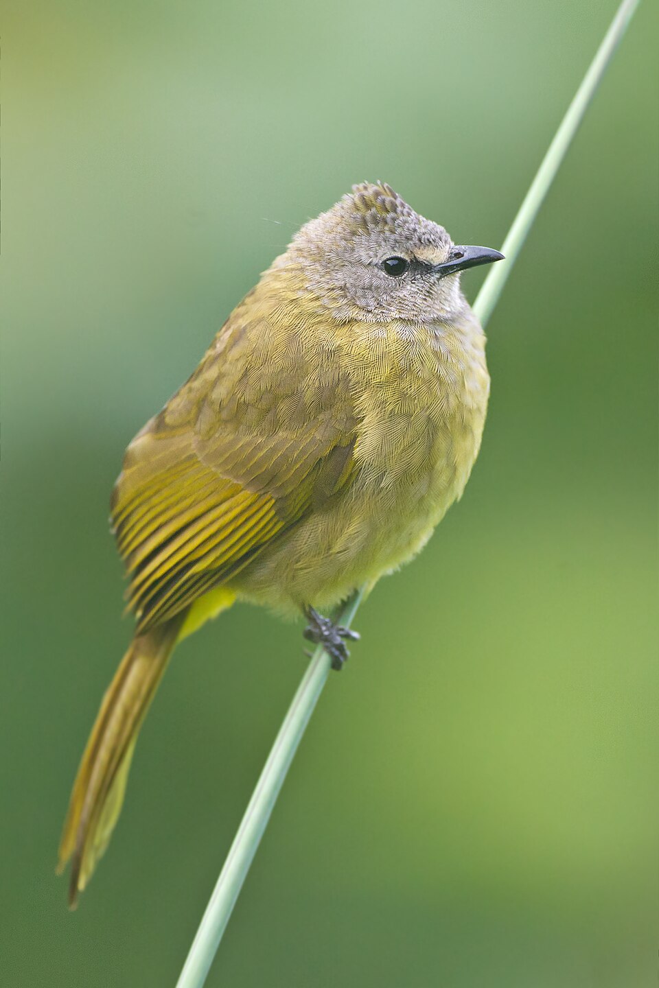 Flavescent Bulbul