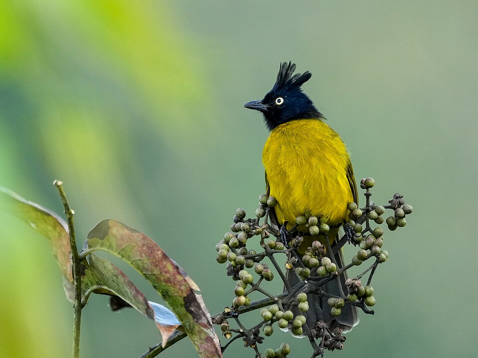 Black-crested Bulbul