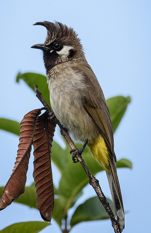 Himalayan Bulbul