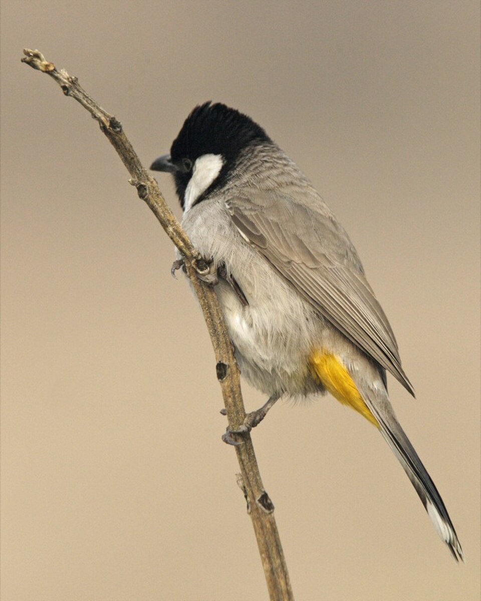 White-eared Bulbul