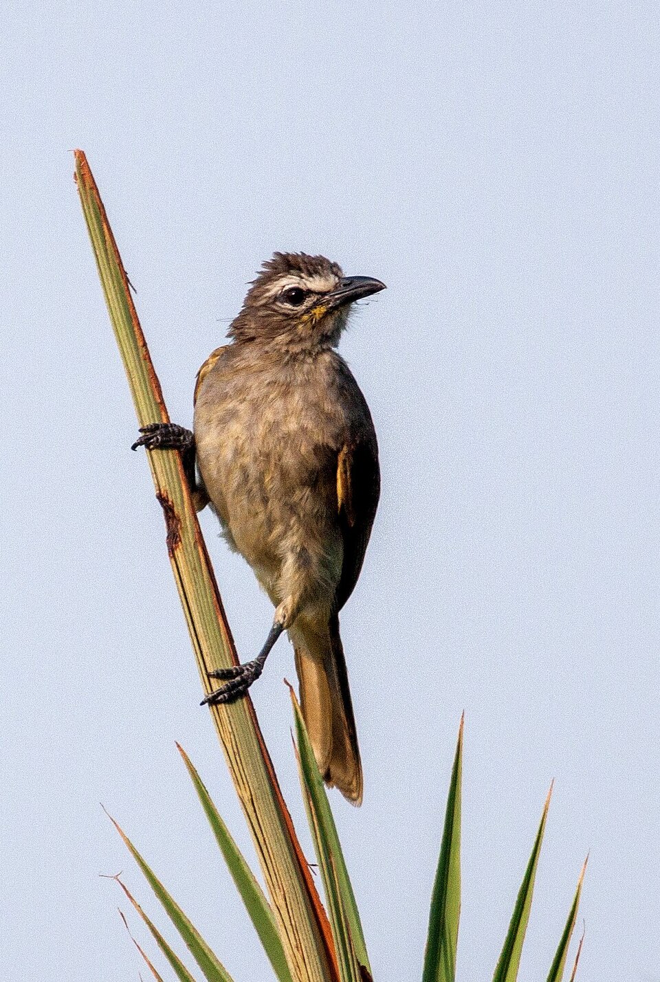 White-browed Bulbul