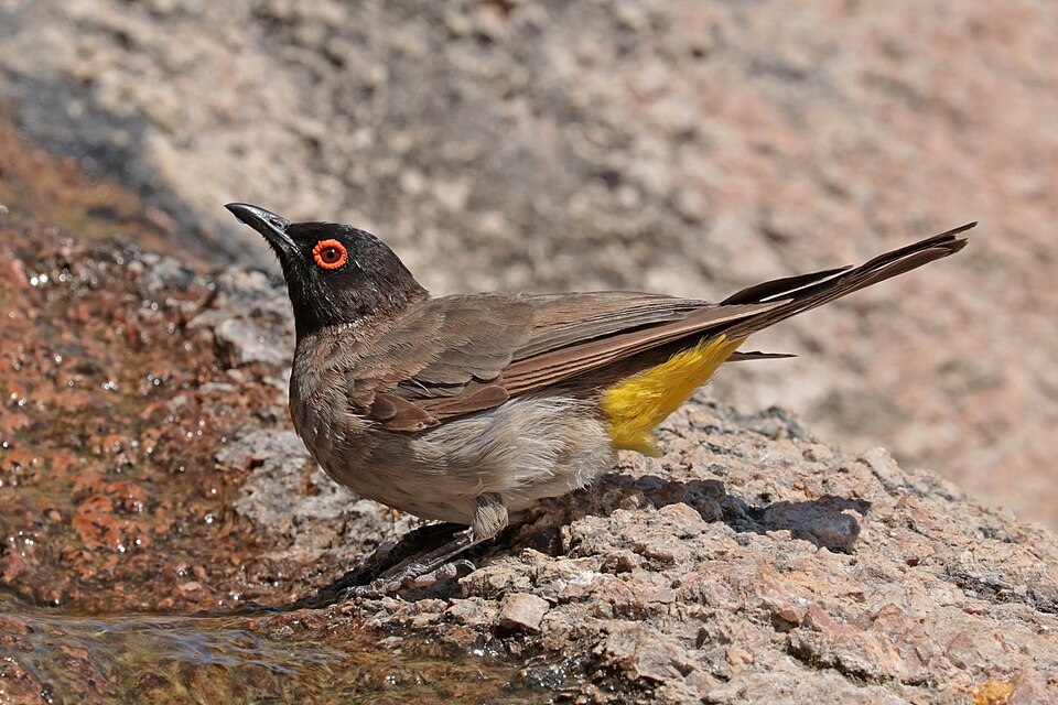 Black-fronted Bulbul