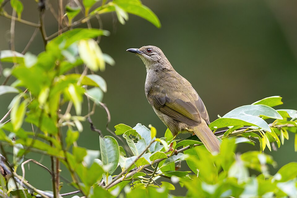 Olive-winged Bulbul
