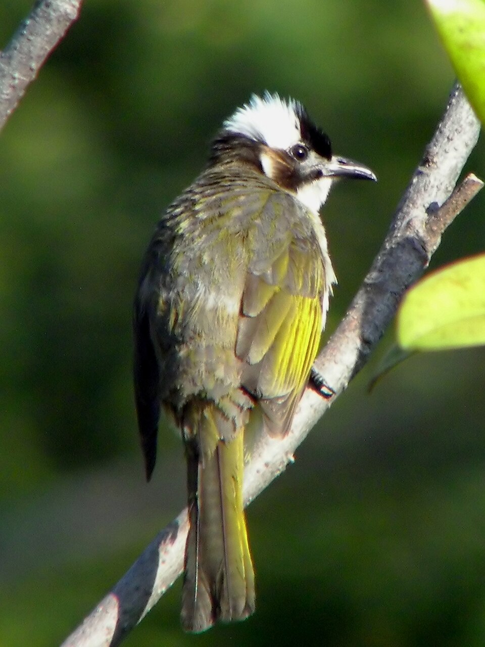 Light-vented Bulbul