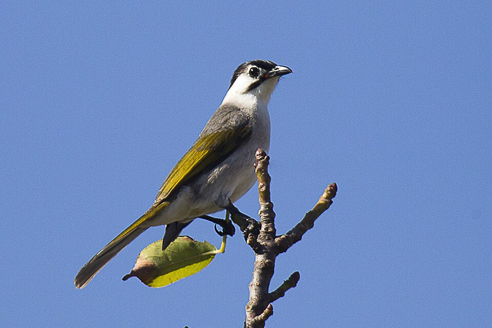 Styan's Bulbul