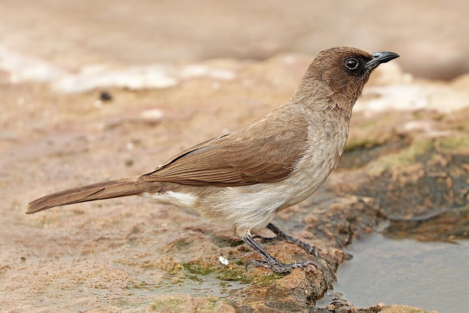 Dark-capped Bulbul