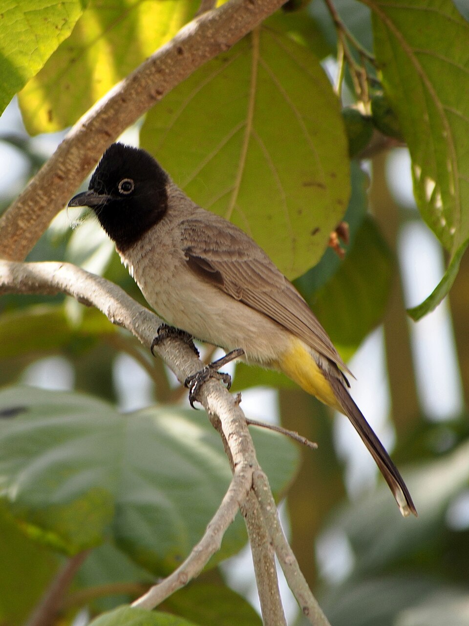 White-spectacled Bulbul