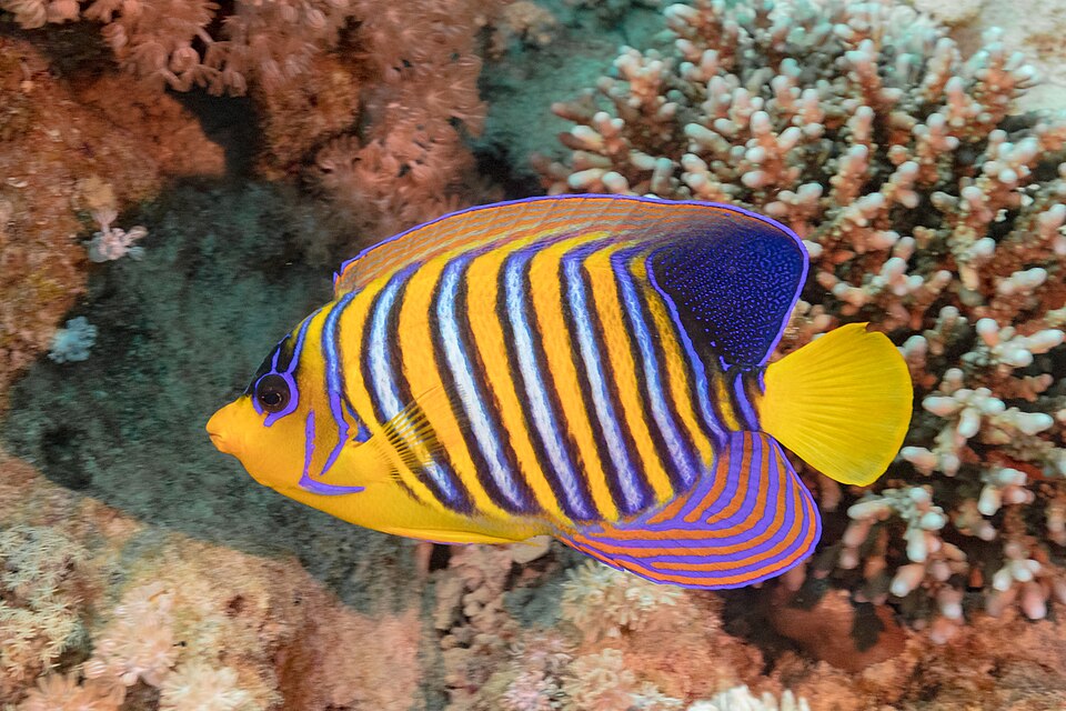 Regal angelfish, Royal angelfish