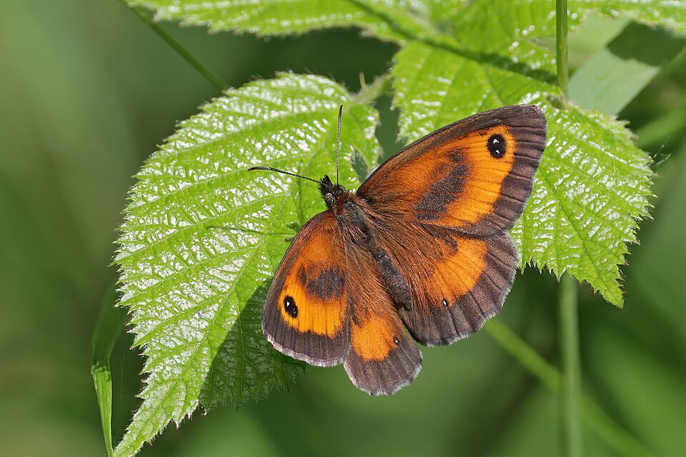 Gatekeeper