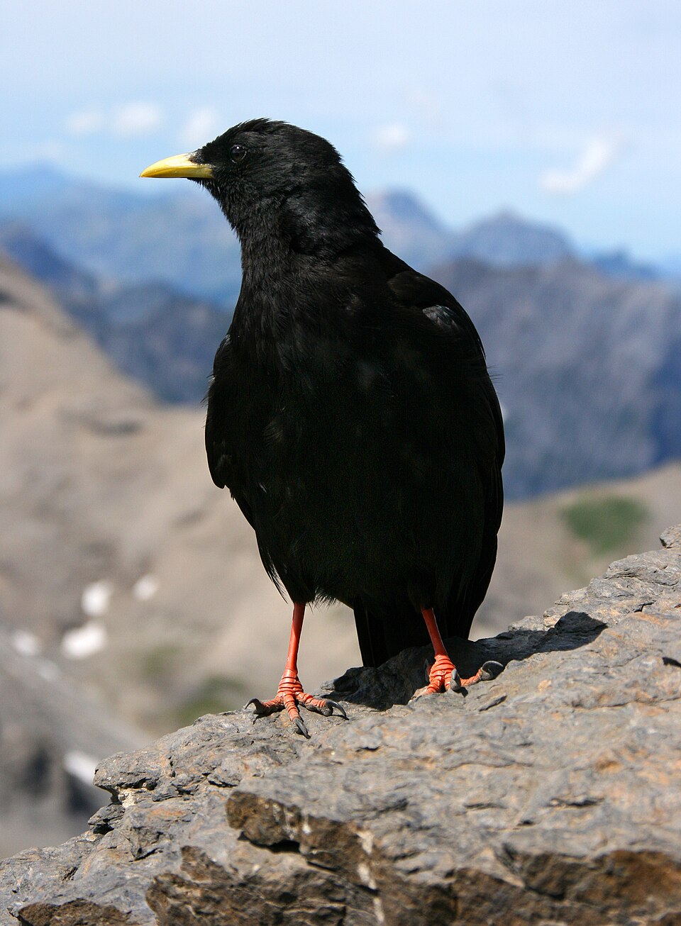 Yellow-billed Chough