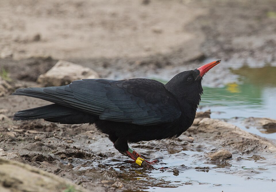 Red-billed Chough