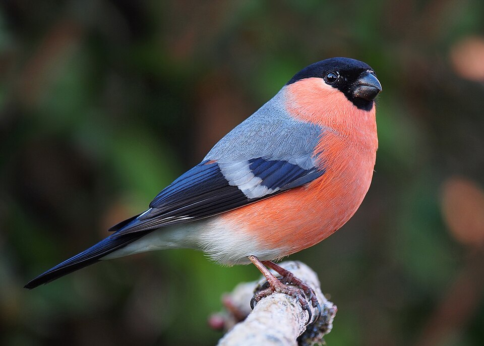 Eurasian Bullfinch