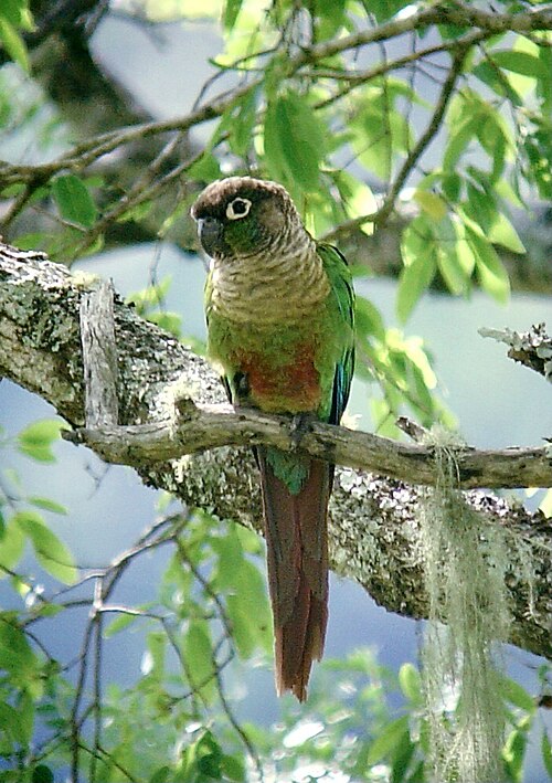 Green-cheeked Parakeet