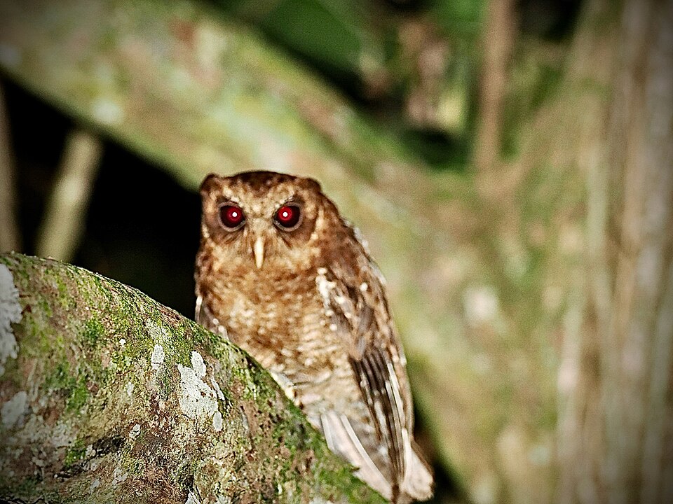 Palau Owl