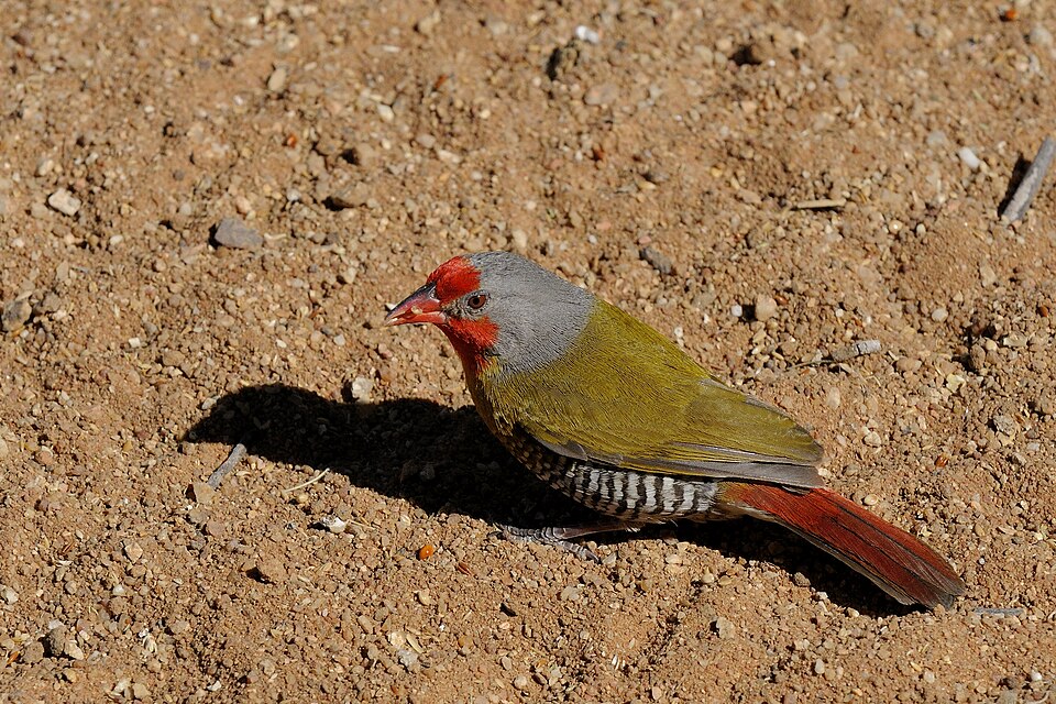 Green-winged Pytilia