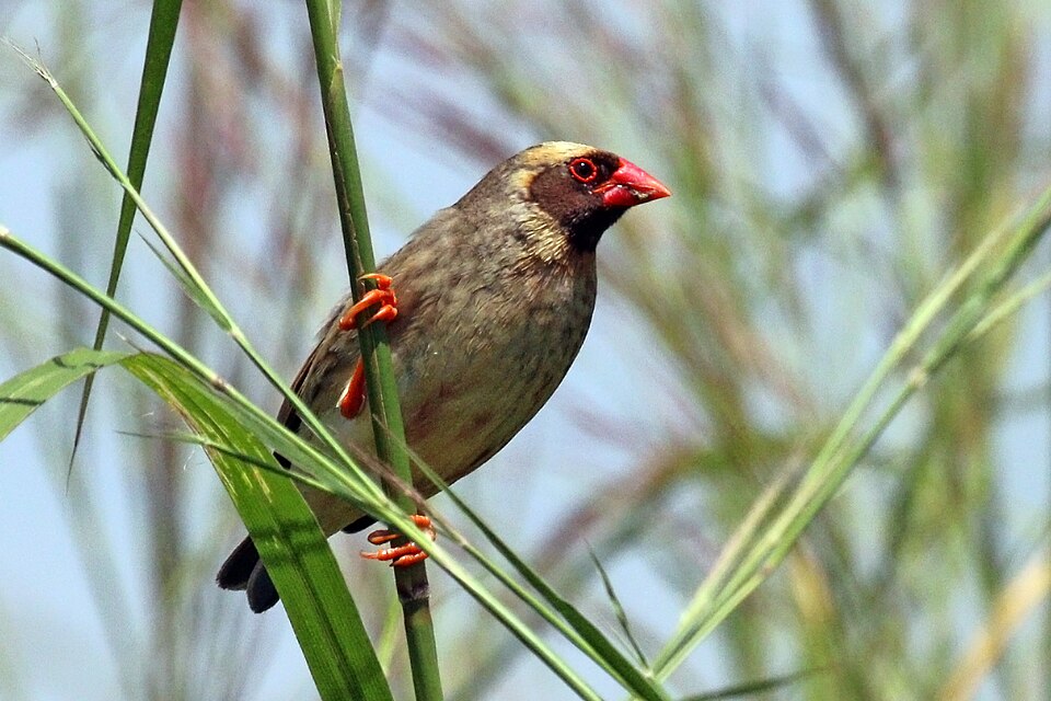 Red-billed Quelea