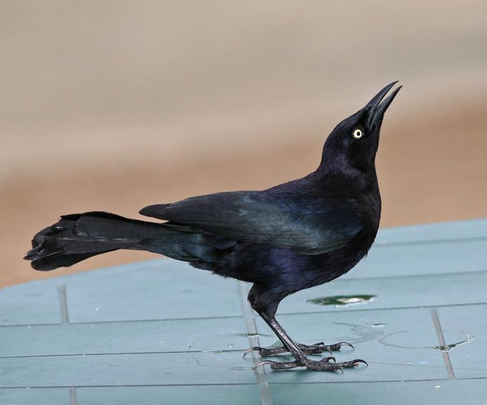 Carib Grackle