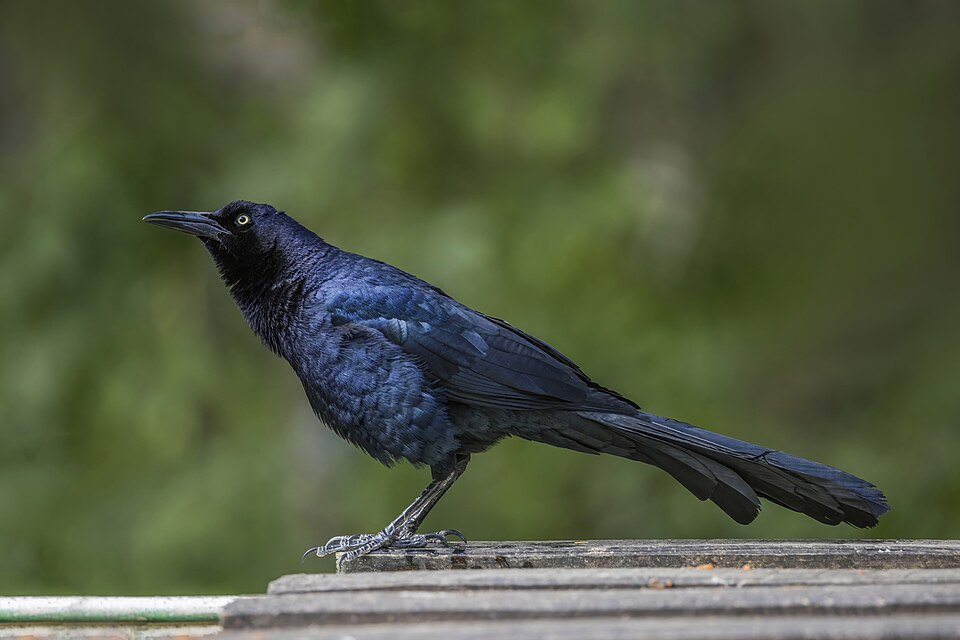 Great-tailed Grackle