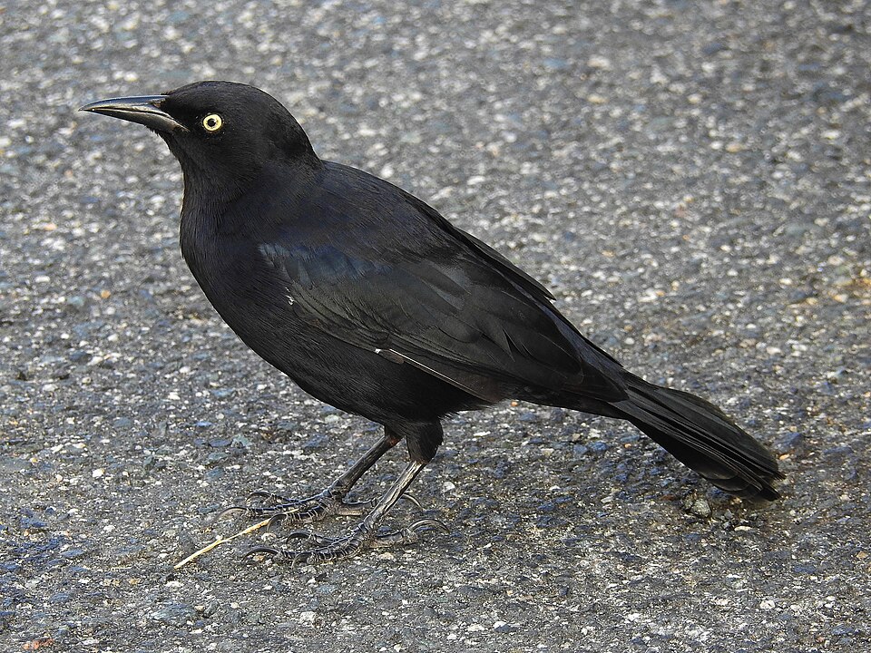 Greater Antillean Grackle
