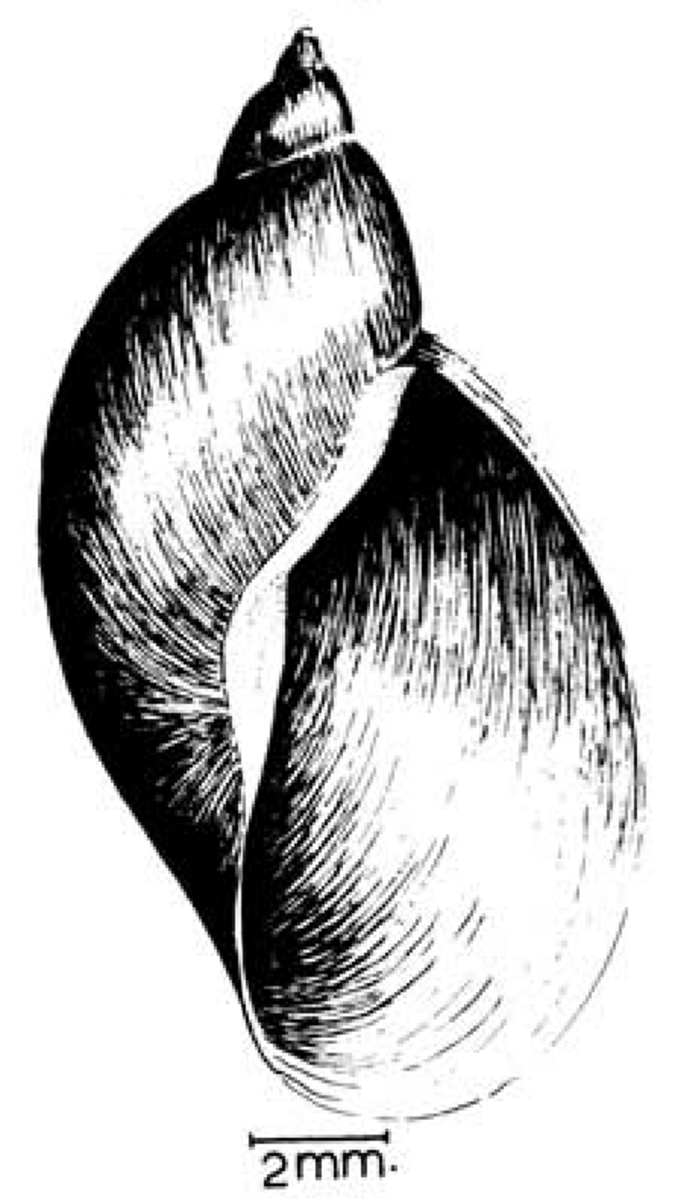 Radix natalensis