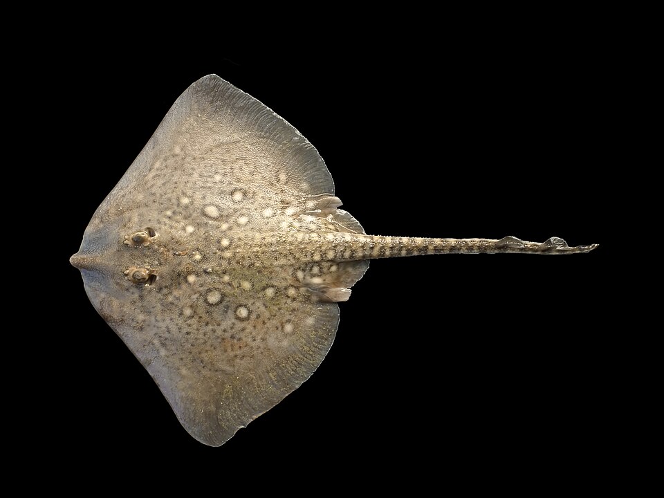 Thornback Ray