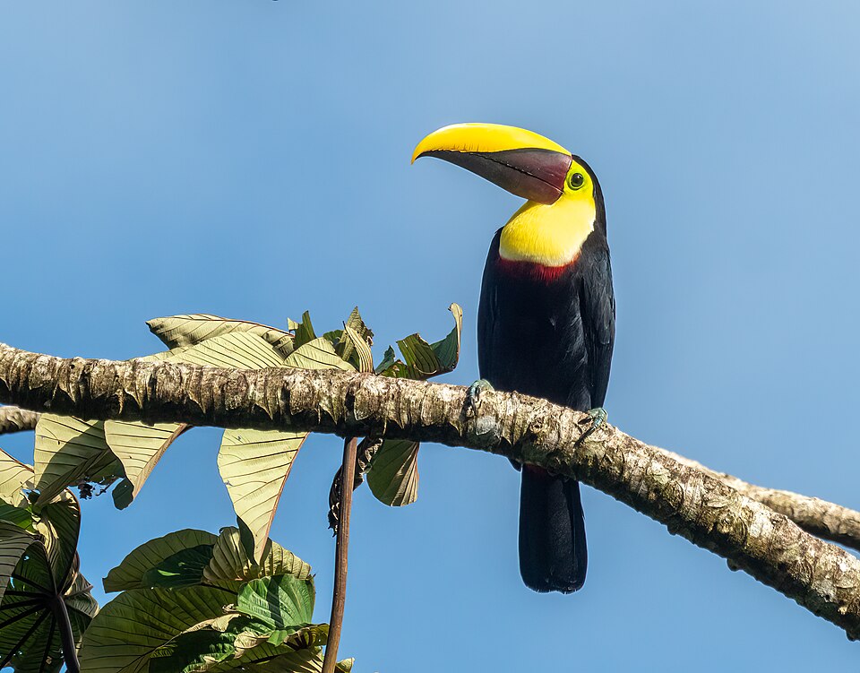Yellow-throated Toucan