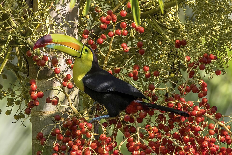 Keel-billed Toucan