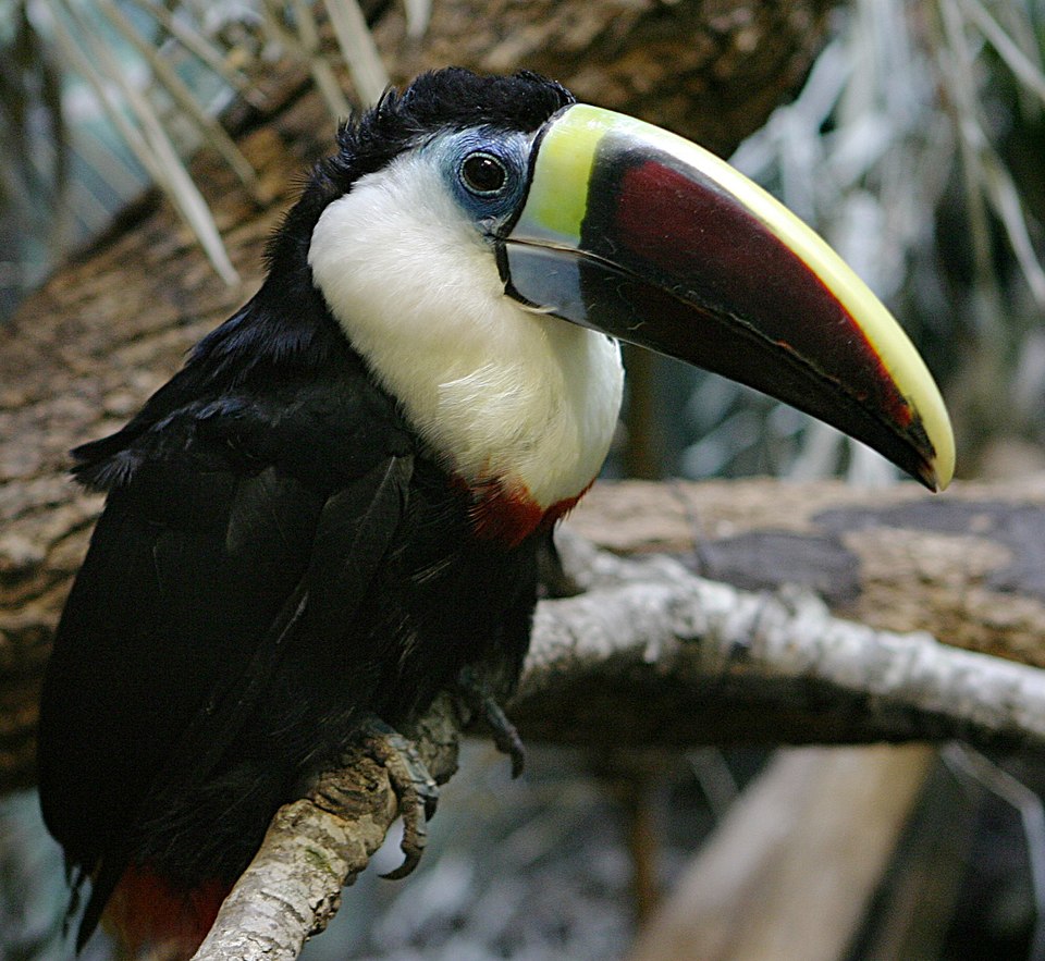 White-throated Toucan