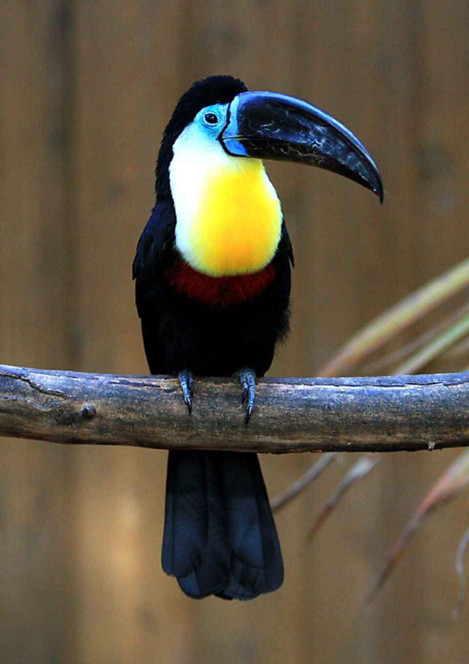 Channel-billed Toucan