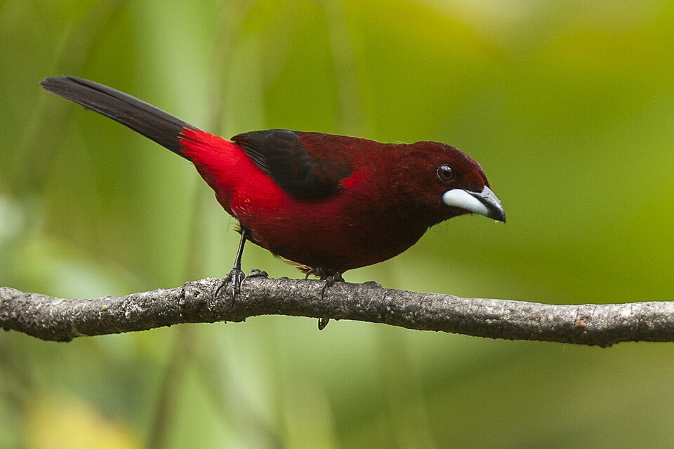 Crimson-backed Tanager