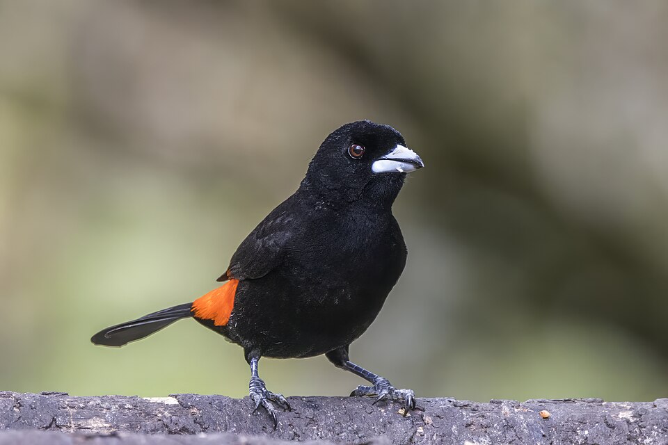 Flame-rumped Tanager