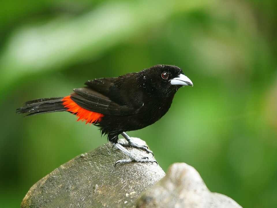 Passerini's Tanager