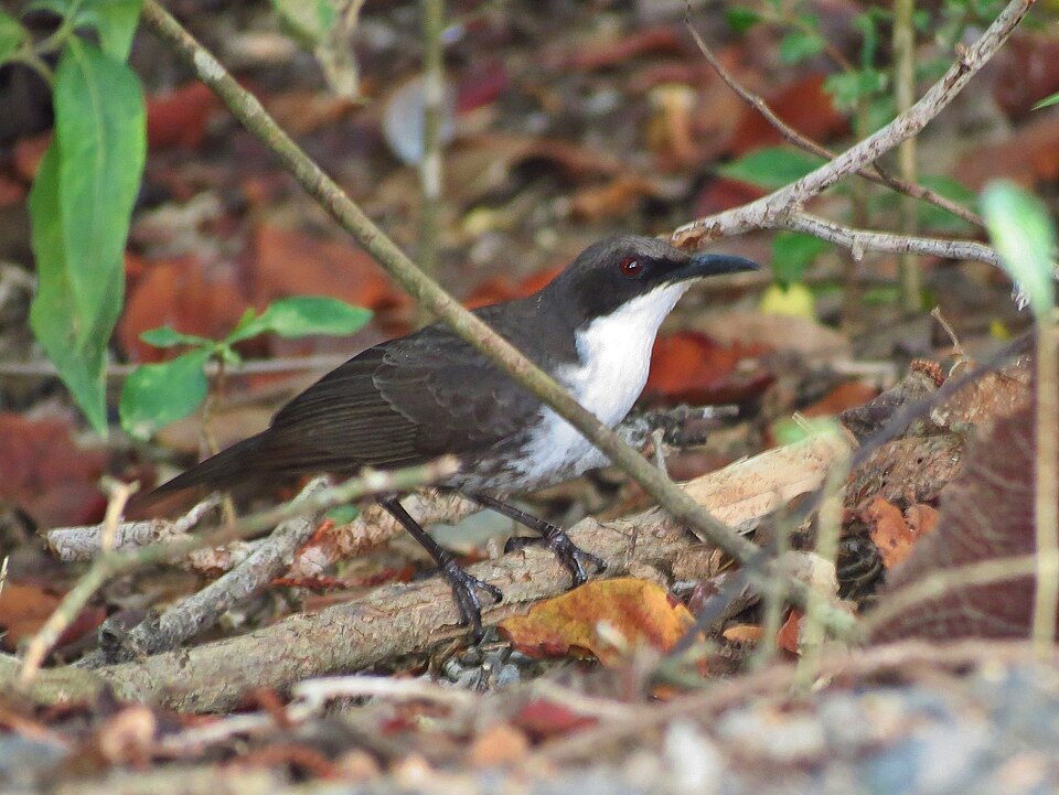 White-breasted Thrasher