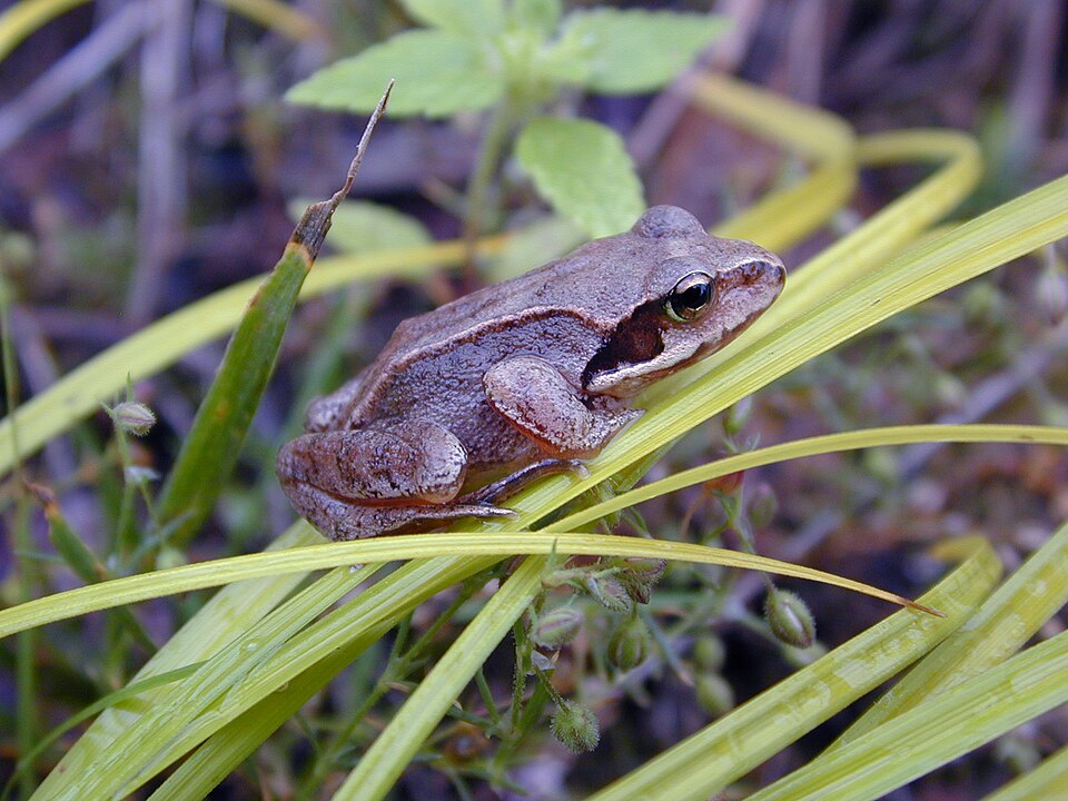 Asiatic Grass Frog