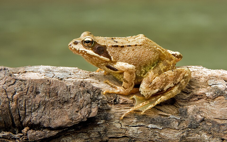 common frog