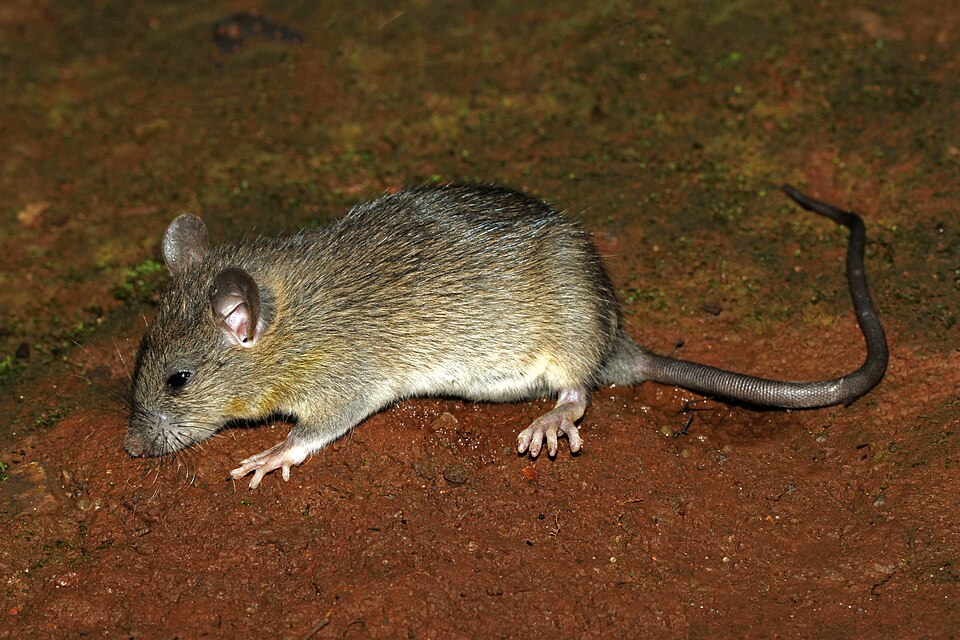 black rat