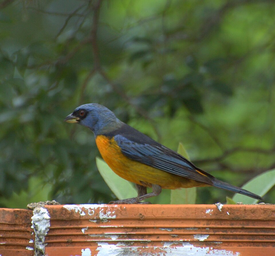 Blue-and-yellow Tanager