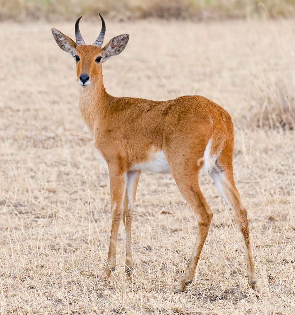bohor reedbuck