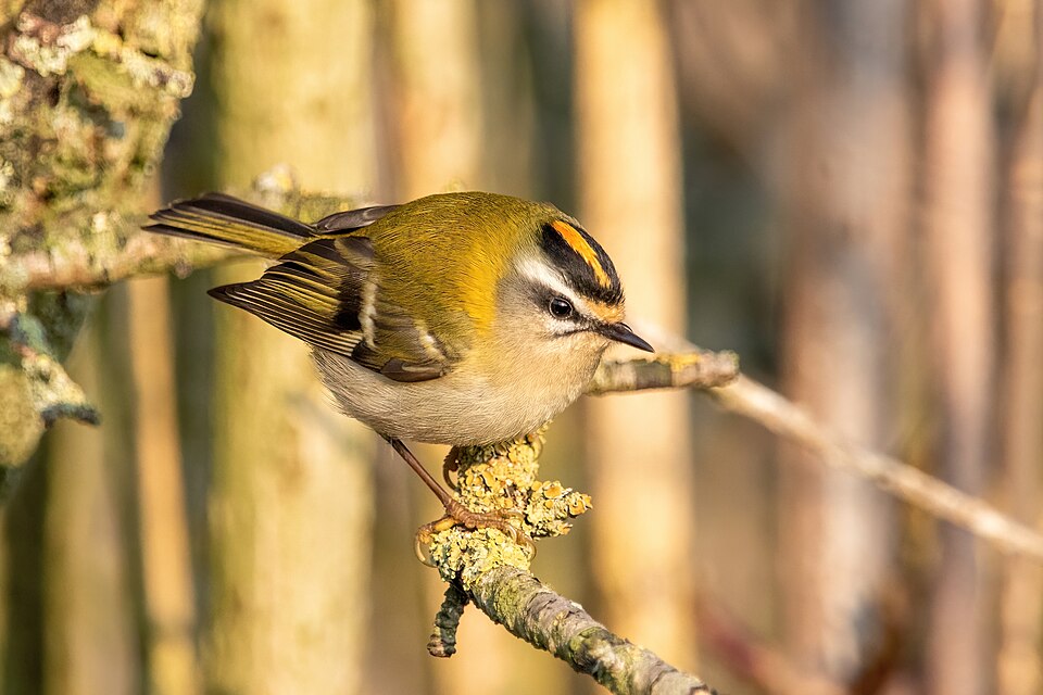 Firecrest